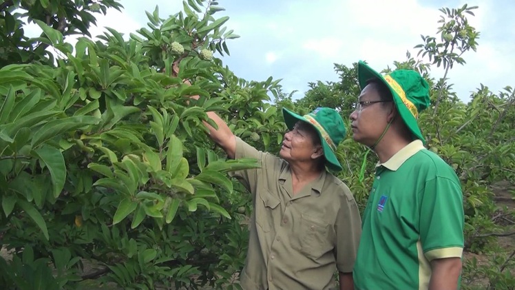 Nông dân bội thu nhờ trồng mãng cầu dịp Tết