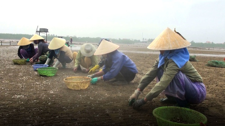 Ngao nuôi bị chết hàng loạt ở vùng triều Thanh Hóa