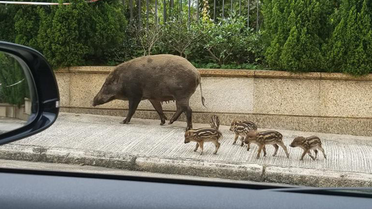 Ngày càng nhiều heo rừng 'xâm nhập' vùng đô thị Hong Kong