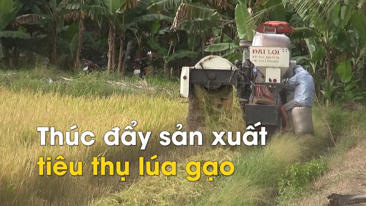 Người trồng lúa không thể cứ phụ thuộc vào chủ trương thu mua tạm trữ của Chính phủ