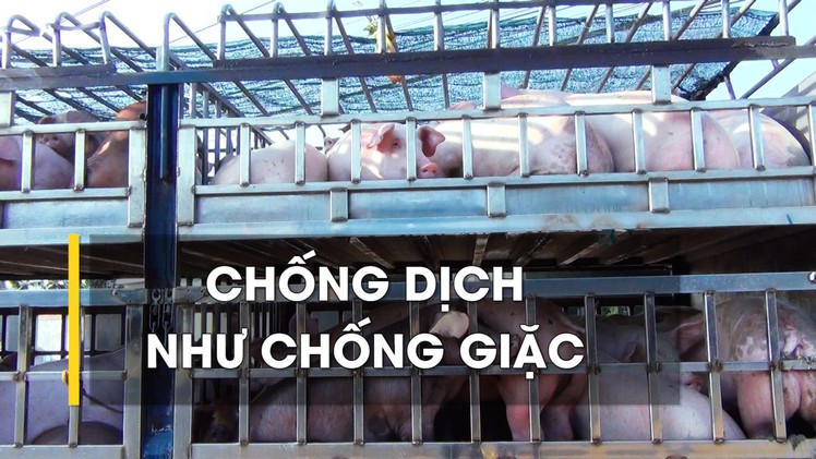 Chống dịch như chống giặc: Cần ngăn dịch tả heo châu Phi vượt qua đèo Hải Vân