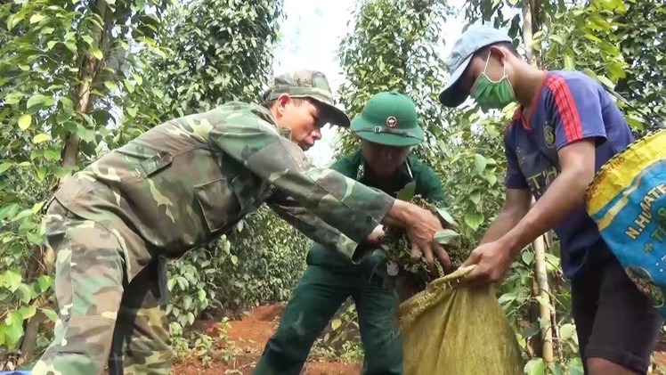 Thiếu nhân công, Bộ đội biên phòng giúp dân thu hoạch tiêu