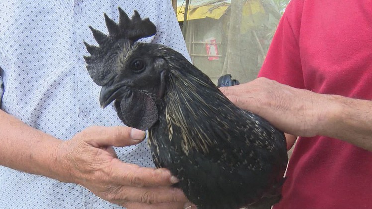 Thí điểm nuôi gà mặt quỷ