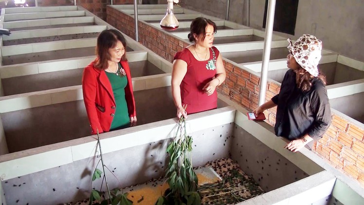 Thành công với mô hình nuôi dế