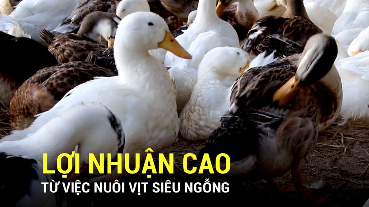 Lợi nhuận cao từ việc nuôi vịt siêu ngỗng