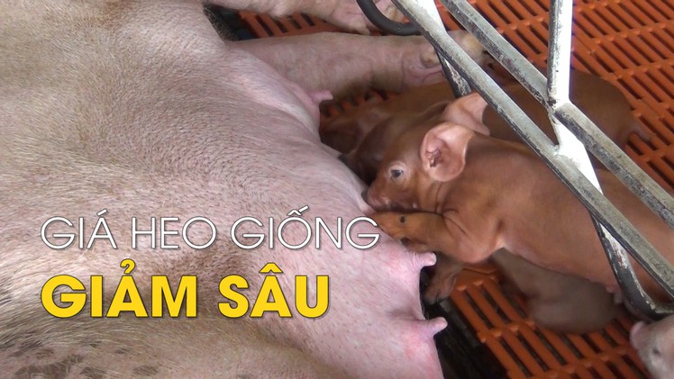 Dịch tả heo châu Phi lan rộng, ép giá heo giống giảm sâu