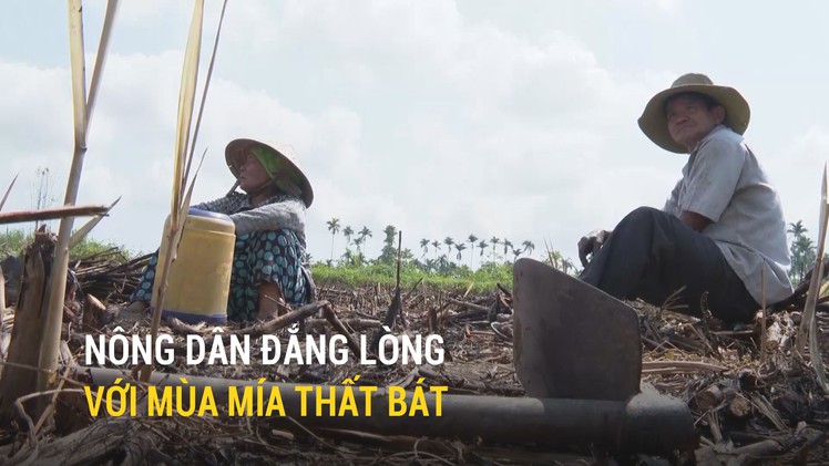 Nông dân đắng lòng với mùa mía thất bát