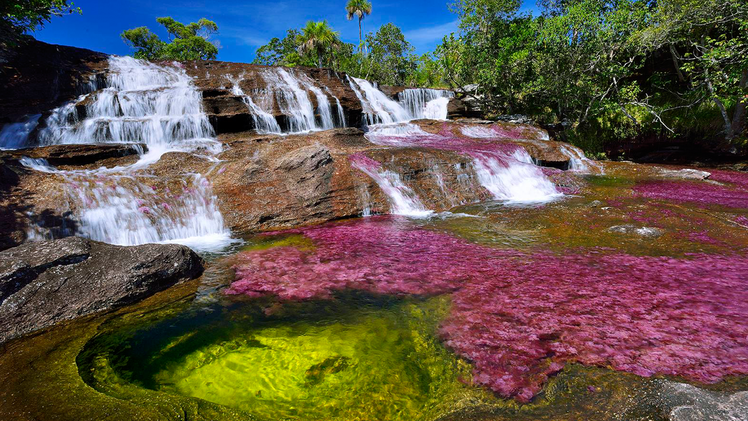 Caño cristales: Dòng sông