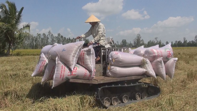 Giá lúa đông xuân tăng cao vào cuối vụ