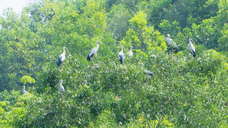 Đàn chim lạ hàng trăm con về trú ngụ tại Quảng Trị
