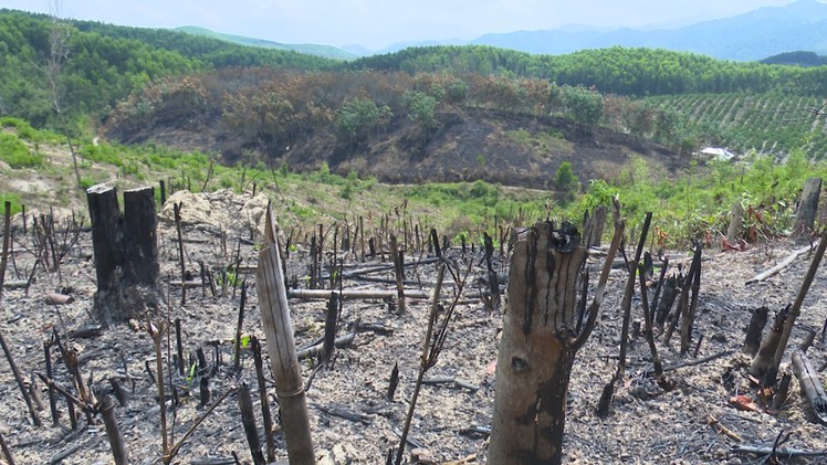 Đã khoanh vùng 23 đối tượng phá hàng chục ha rừng trồng của doanh nghiệp