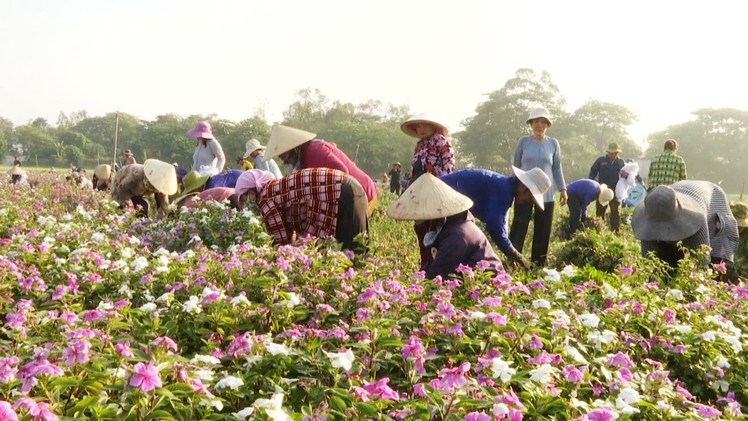 Góc nhìn trưa nay | Chuyện người dân hiến đất trồng dược liệu