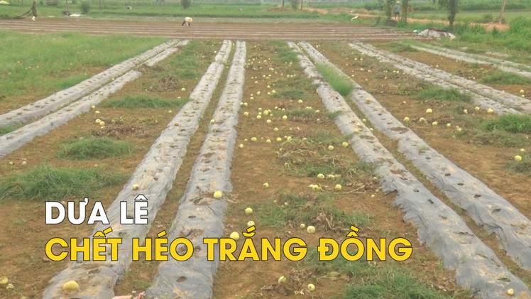Nghệ An: Dưa lê chết héo trắng đồng, nông dân thất thu