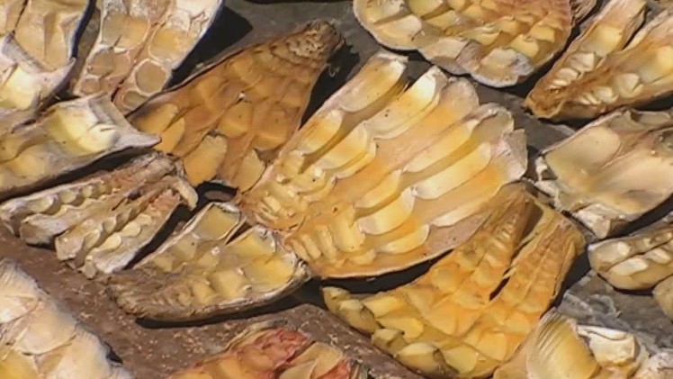 Nhộn nhịp mùa hái măng rừng