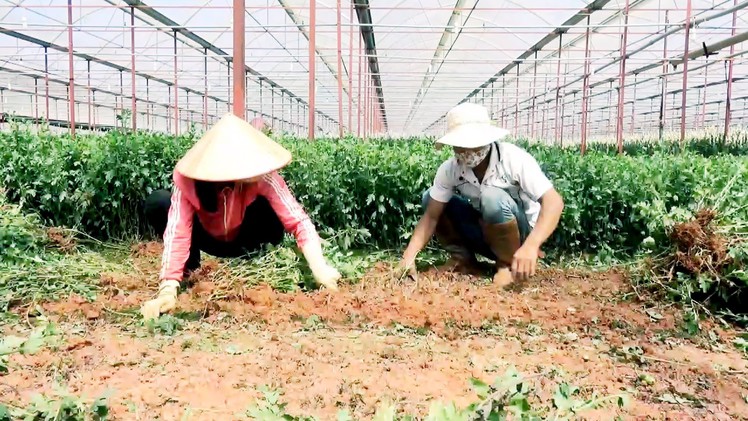 500 ha hoa cúc nhiễm virus sọc thân, nông dân điêu đứng