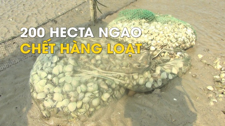 Gần 200 hecta ngao chết hàng loạt, nông dân lao đao