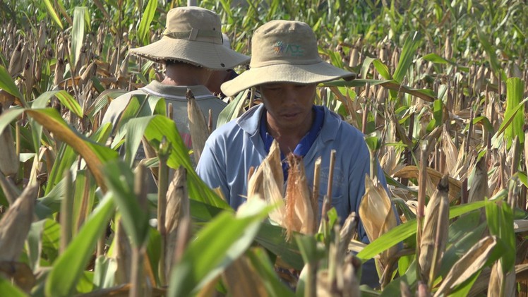 Thêm thu nhập từ trồng bắp thu trái non