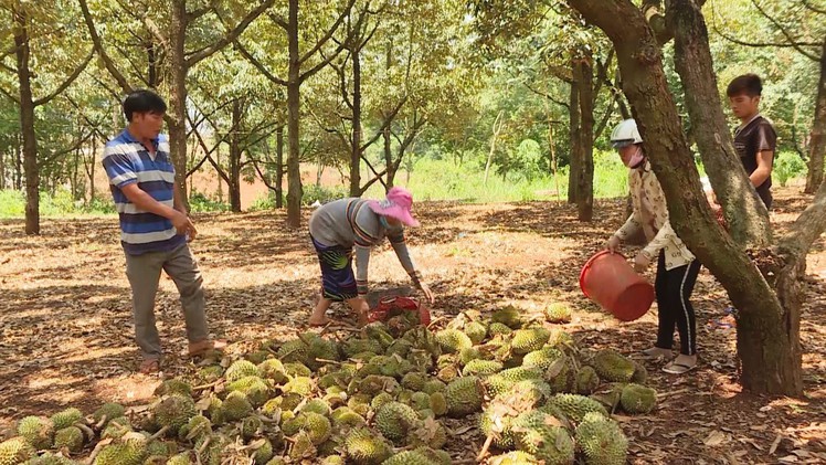 Cạn nước mắt khi vườn sầu riêng 2 lần bị kẻ xấu hủy hoại