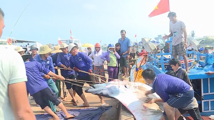 Ngư dân Lý Sơn bắt được 2 con cá nạng nặng hơn 1 tấn