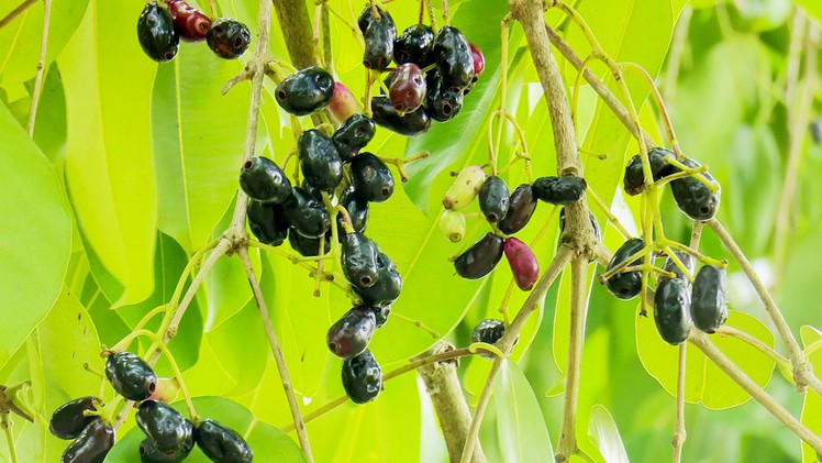 Mùa trâm chín tím ngát một góc trời quê