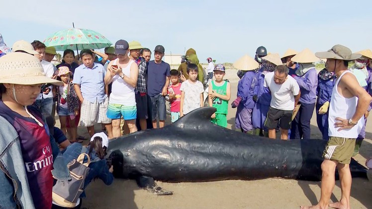 Xác cá voi nặng 1 tấn dạt vào bờ biển