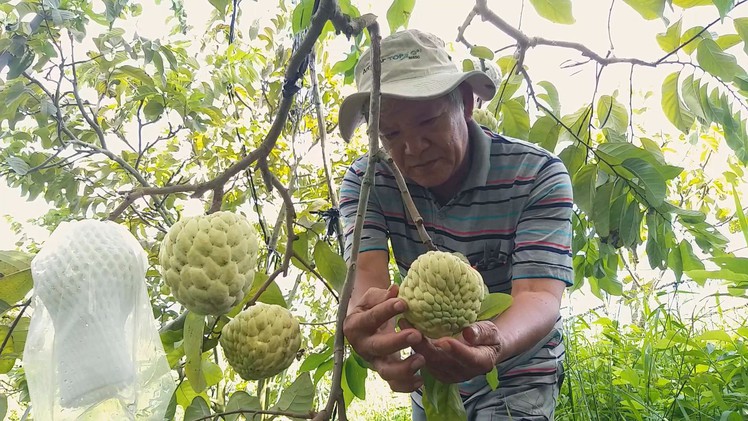 Lão nông thu nhập cao nhờ trồng na Hoàng hậu