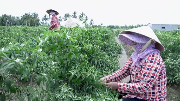 Giá ớt tăng, nông dân phấn khởi