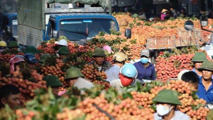 Chín rộ, giá nhiều loại trái cây giảm mạn