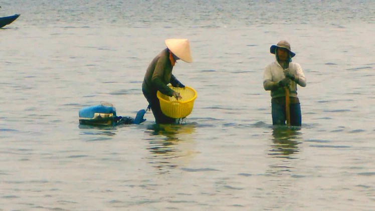 Nhộn nhịp mùa dời biển trên đầm Thủy Triều Cam Ranh