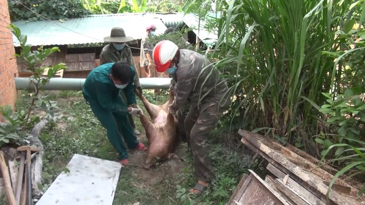 Xuất hiện thêm 3 ổ dịch tả heo châu Phi tại Đắk Lắk