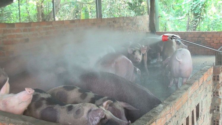 Đề nghị Trung ương hỗ trợ 20.000 lít thuốc phòng dịch tả heo Châu phi