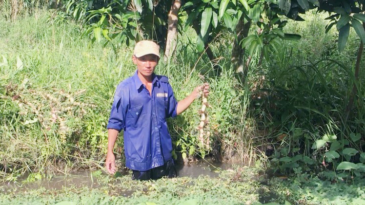 Rau nhút trồng chơi, ăn thiệt