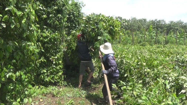 Bình Phước: Mưa lớn kèm theo lốc xoáy khiến nhiều căn nhà và cây trồng bị tốc mái, gãy đổ