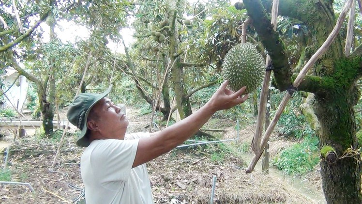 Sầu riêng Cai Lậy được cấp Giấy chứng nhận đăng ký nhãn hiệu tập thể