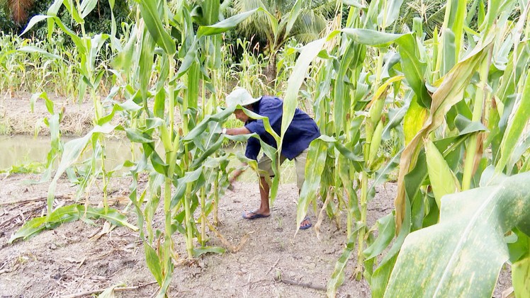 Trồng bắp nếp trên ruộng mía, nông dân Hậu Giang có thu nhập khá hơn