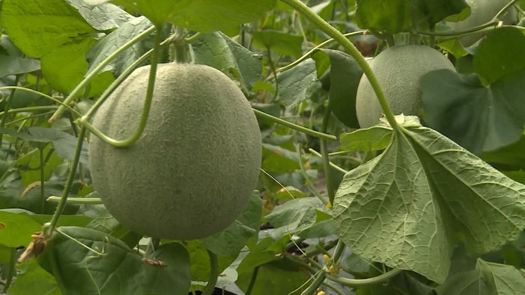 Hậu Giang phát triển diện tích dưa lưới trong nhà kính