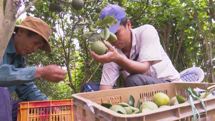 Nông dân Hậu Giang trúng mùa cam mật