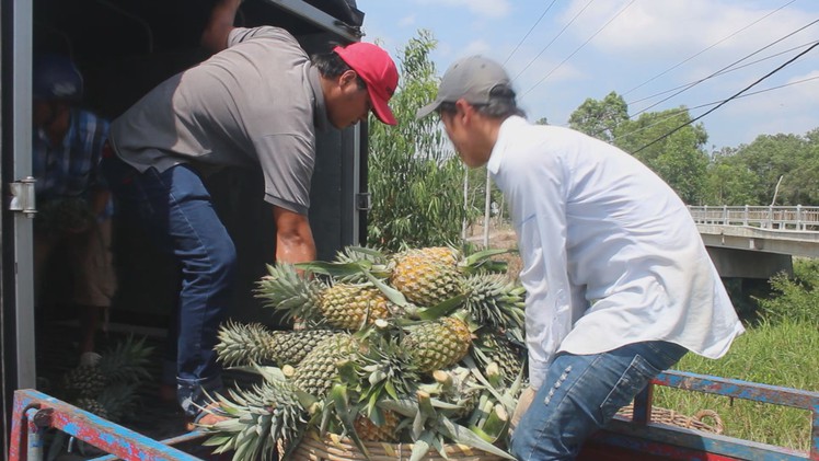 Nhà vườn phấn khởi vì giá khóm tăng kỷ lục