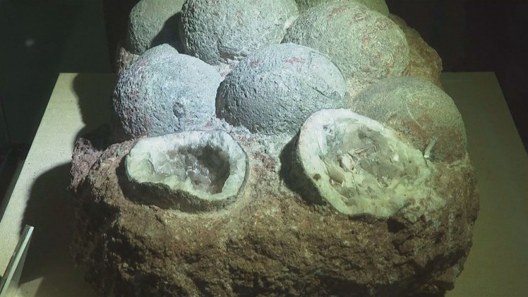 Cậu bé 10 tuổi tìm thấy trứng khủng long có niên đại 66 triệu năm