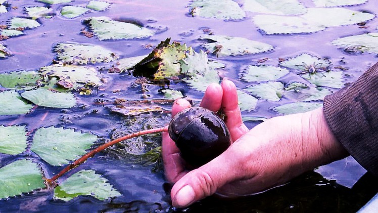 Nuôi ốc bươu đen thu nhập tiền triệu