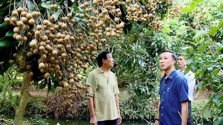 Khấm khá vì nhãn trúng mùa