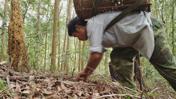 Mùa hái “lộc trời”