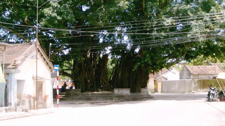 Độc đáo cây sộp hơn 300 năm tuổi thay lá chỉ trong 1 ngày