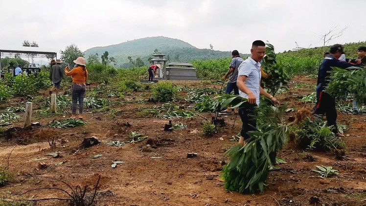 Hàng nghìn cây keo bị nhổ trơ gốc, chính quyền xã nói do sai sót