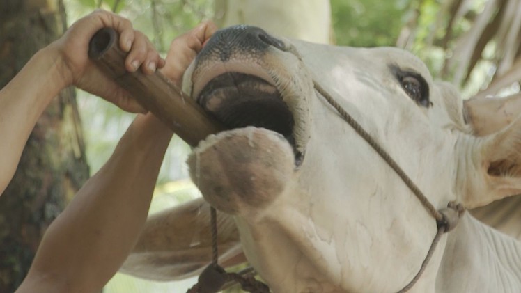 Trứng gà pha nước dừa tươi – bí quyết tăng tốc cho những đôi bò đua