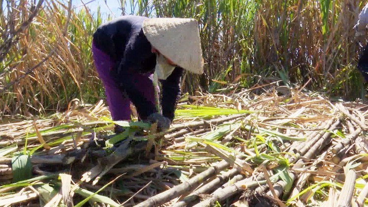 Nông dân chuyển sang bán mía làm nước giải khát