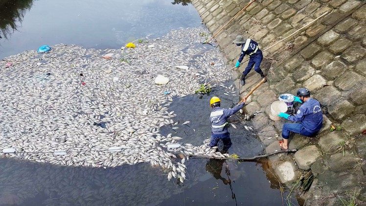 Cá chết hàng loạt vì bị thiếu ôxy