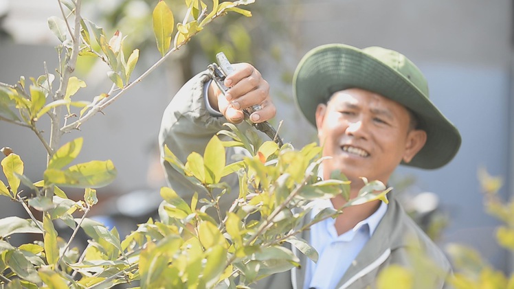 Nhộn nhịp làng mai vàng Bình Lợi ngày giáp Tết