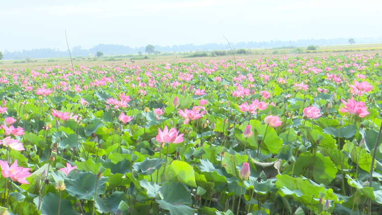 Video: Đồng Sen nở rộ trong mùa lúa chín ở Đồng Tháp