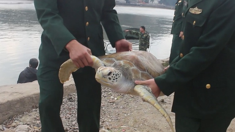 Video: Thả rùa quý nặng 30kg về biển